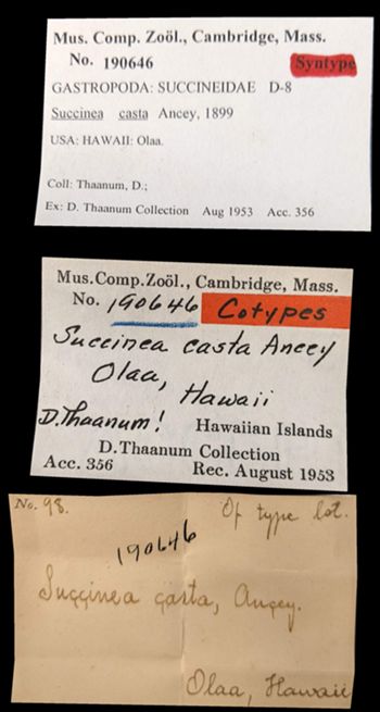 Media type: image;   Malacology 190646 Aspect: labels